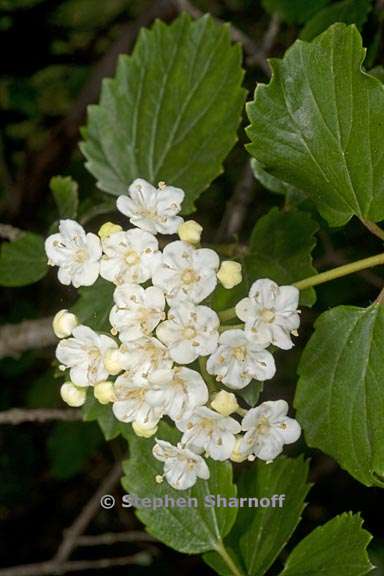 viburnum ellipticum 2 graphic